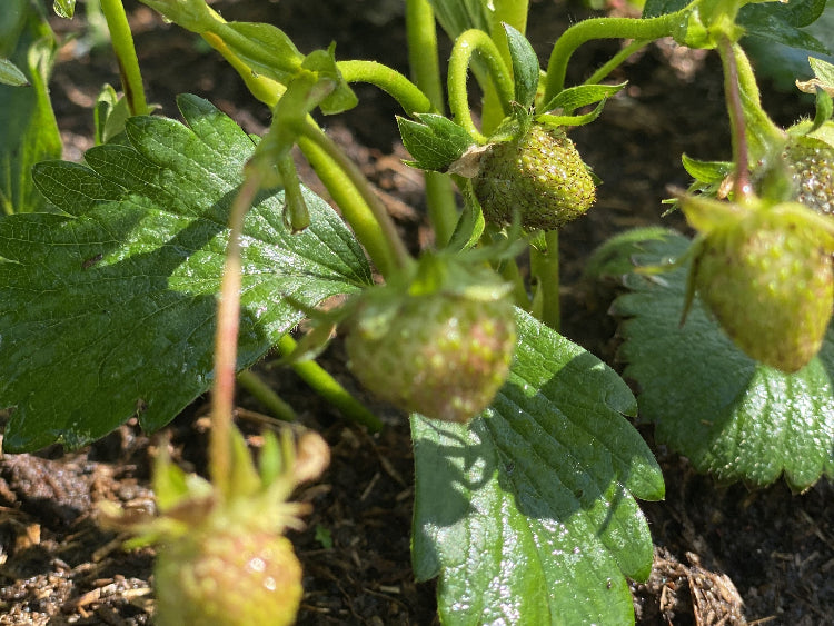 jordbaer-foraar-plante-plante-no