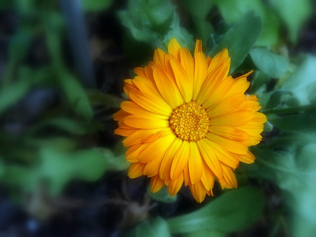 marigold