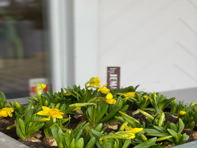 paaskeliljer-byjema-foraar-no