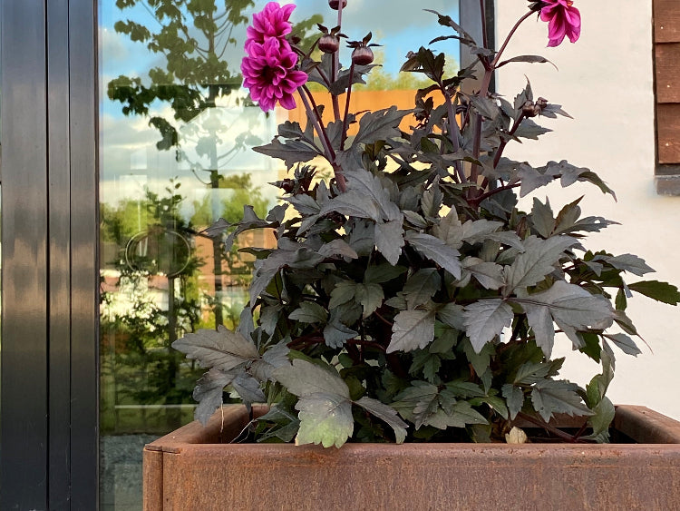 pink-blomster-i-edgy-plantekasse-no