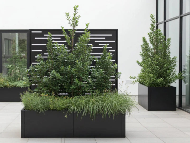 Svart plantekasse med espalier og prydgress som skjerming