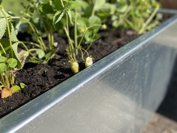 plantekasse-galvaniseret-staal-jordbaer-no