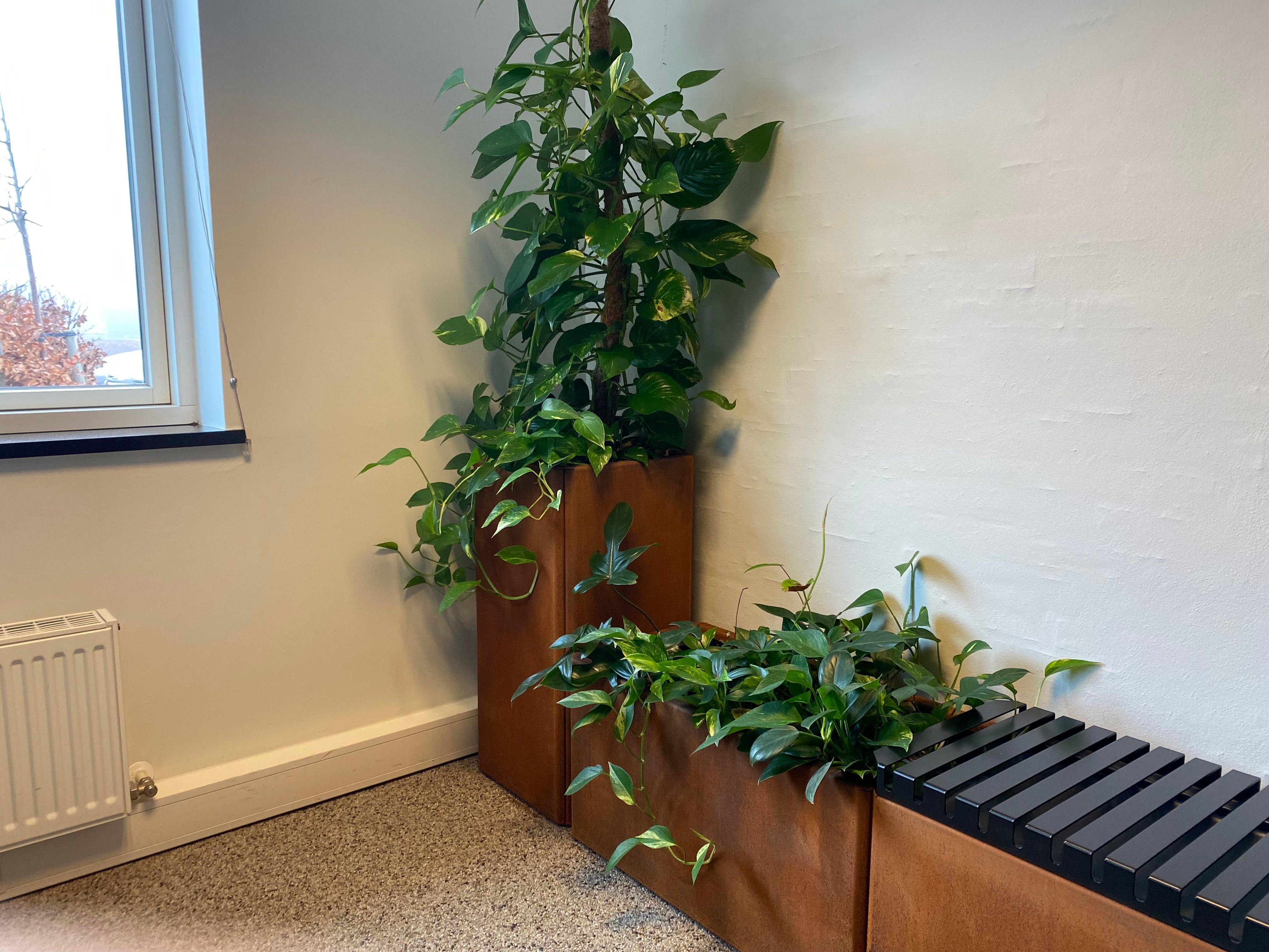 plantekasse-paa-kontor-baenk-no