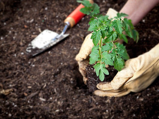 Plante i haven med jord