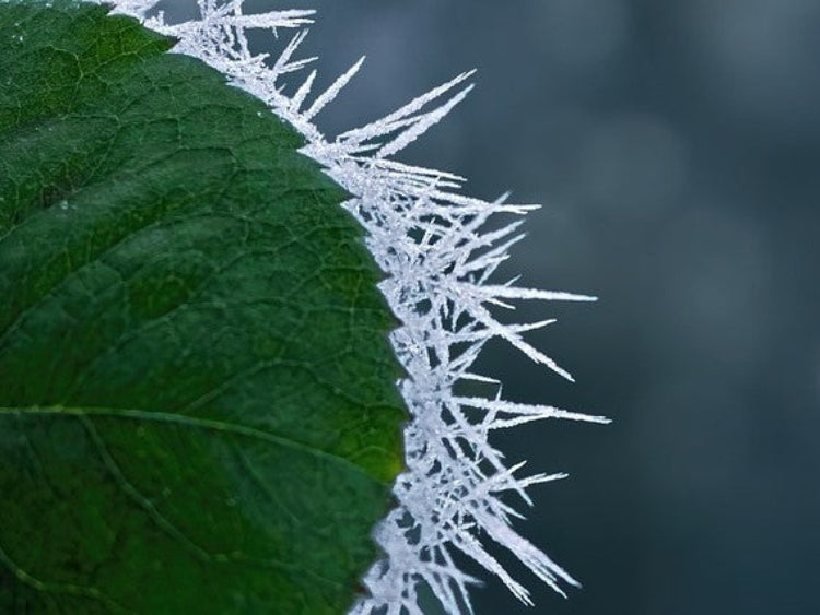 rose-leaf