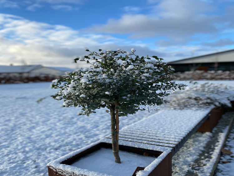 sne-daekket-plantekasse10-no