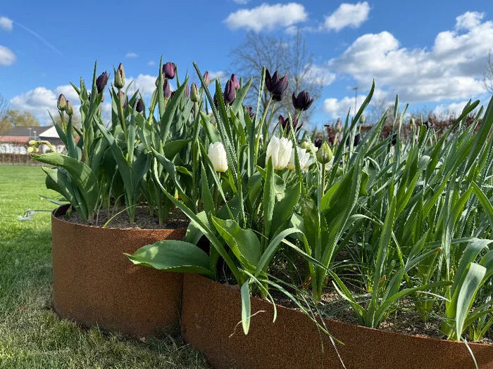 Bedkant i cortenstål med tulipaner i vårbed