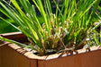 Cortenstål plantekasse EDGY 80 x 40 x 40 cm